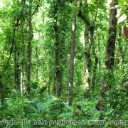 BHAWAL NATIONAL PARK 09